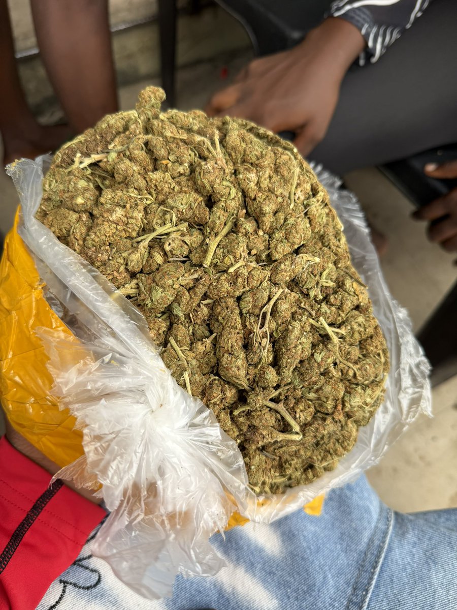 HARD BRAIN 🧠 STRAIN 🌳 tweet media