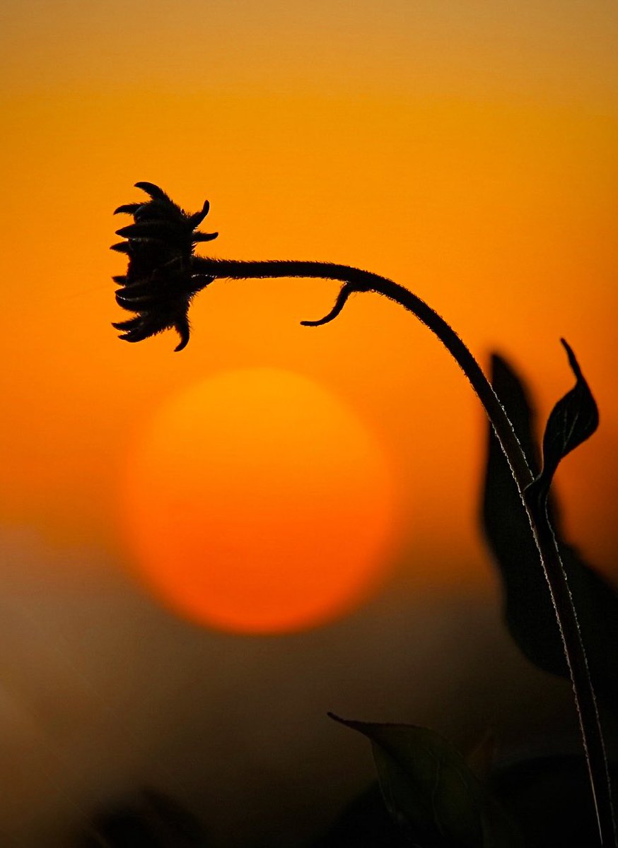 AdmiredArt tweet media