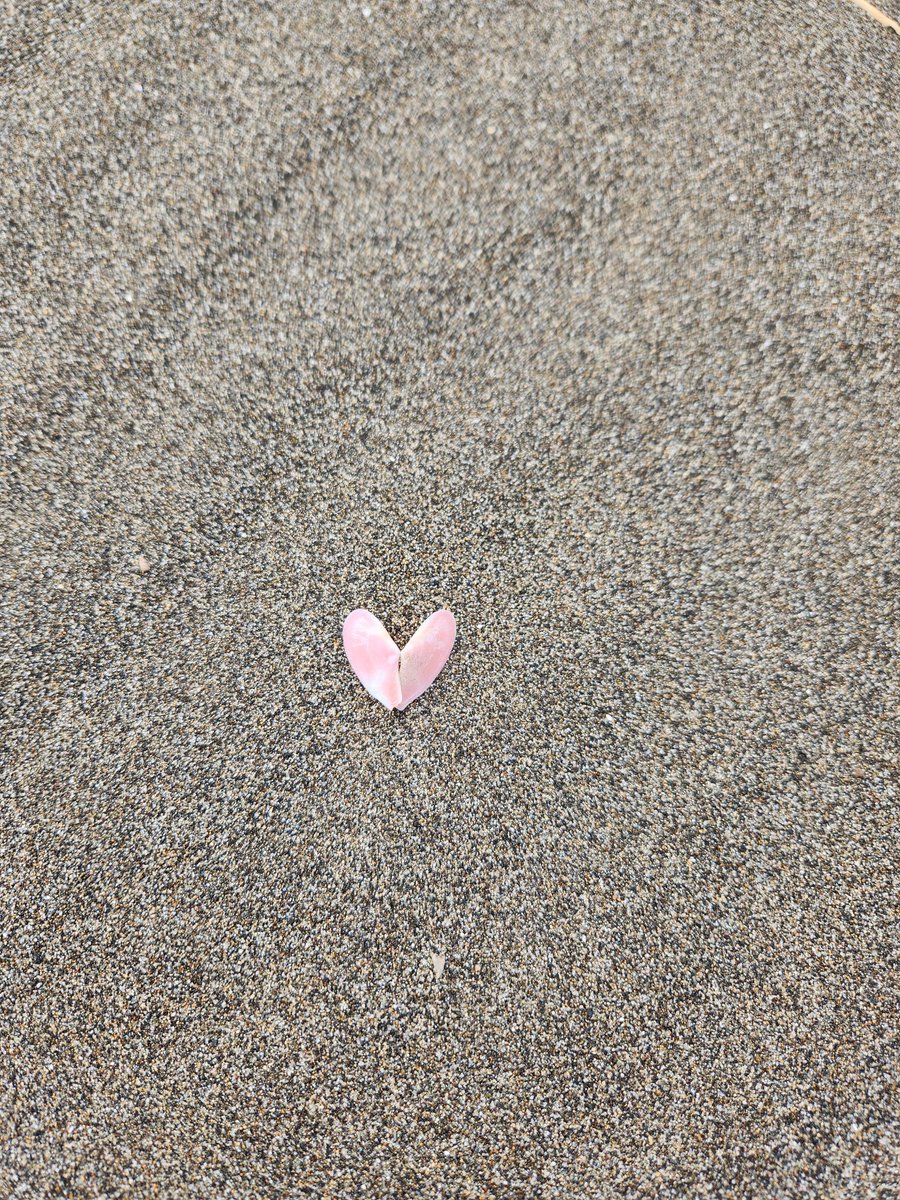 ともさと(さしす推し) tweet media