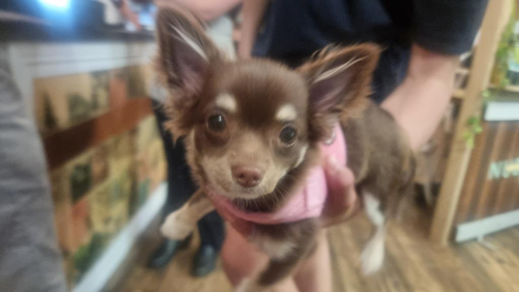 Meet Zoomie
💖🐾🐾