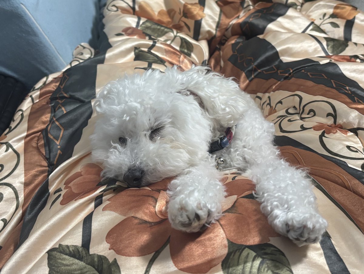 るるくす tweet media