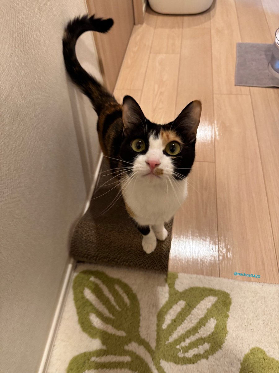 ナツとスイ tweet media