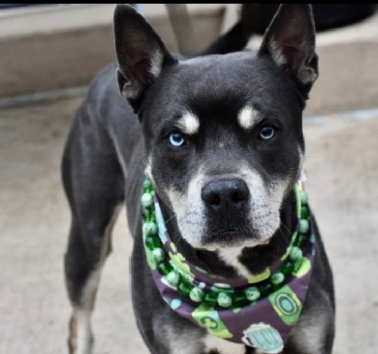 MorgFairsdogs's tweet image. Bluno 246854
Relisted TBK 4/9
#NYCACC #AdoptMe 
He is a handsome 2 yr old
Sweet &amp;amp; social
Deteriorating in care,  becoming more mouthy
Knows basic cues
Help save Bluno!
nycacc.app/browse/246854
#Pledge4Rescue #foster #adopt