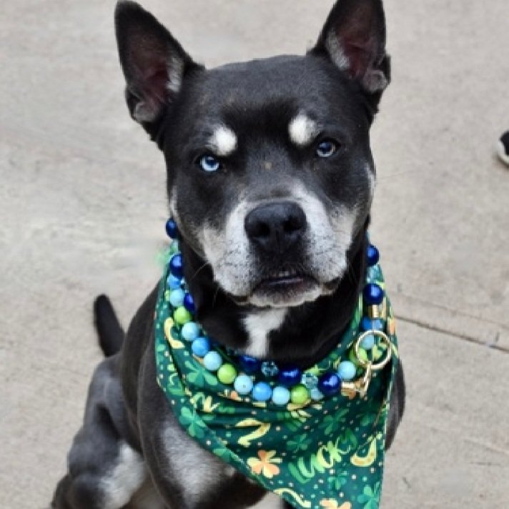 MorgFairsdogs's tweet image. Bluno 246854
Relisted TBK 4/9
#NYCACC #AdoptMe 
He is a handsome 2 yr old
Sweet &amp;amp; social
Deteriorating in care,  becoming more mouthy
Knows basic cues
Help save Bluno!
nycacc.app/browse/246854
#Pledge4Rescue #foster #adopt