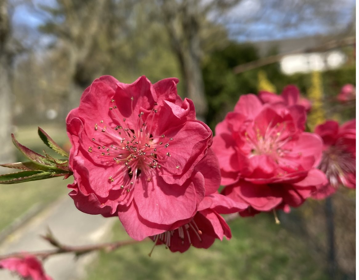 SÍDHE PRESS tweet media