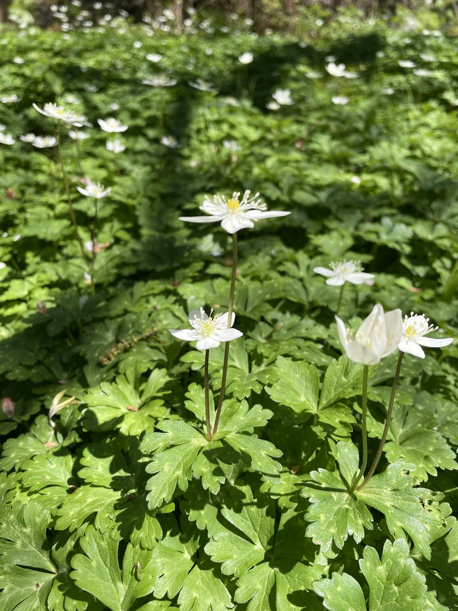 散歩道に生えてるニリンソウが咲きましたー。あと夏鳥のセンダイムシクイの声も聞こえました。