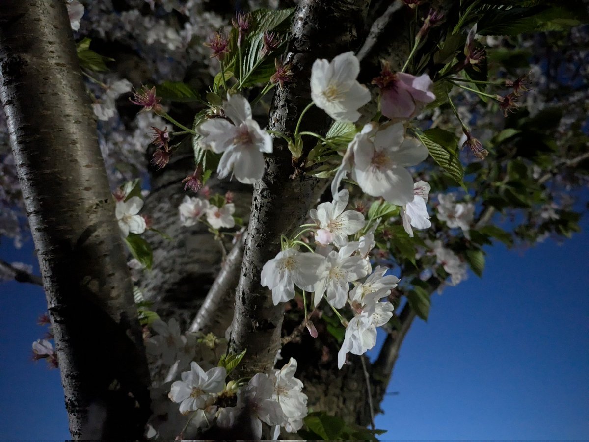 しぃぃぃぃぃた！！！！！！ tweet media