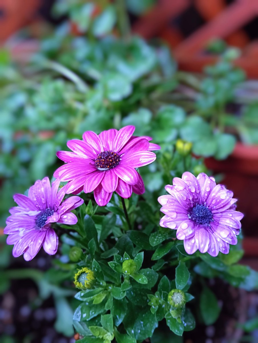 TSUCHINOKO tweet media