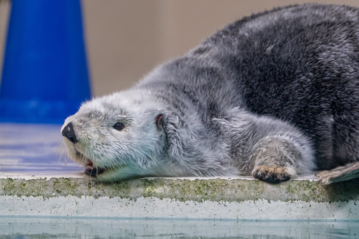 スコンブ3rd tweet media