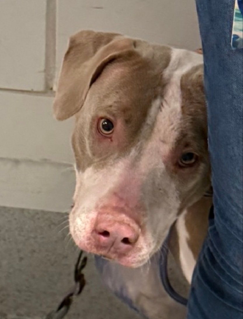 MorgFairsdogs's tweet image. April 250487
Relisted TBK 4/9
#NYCACC #RescueOnly 
She is shy 2 yr old
Came in w/March 250488 (also kill listed)
Very fearful, shows defensive behavior in care
Seeks exits
Will follow handlers once leashed and out of kennel 
Help save April!
nycacc.app/browse/250487
#Pledge4Rescue