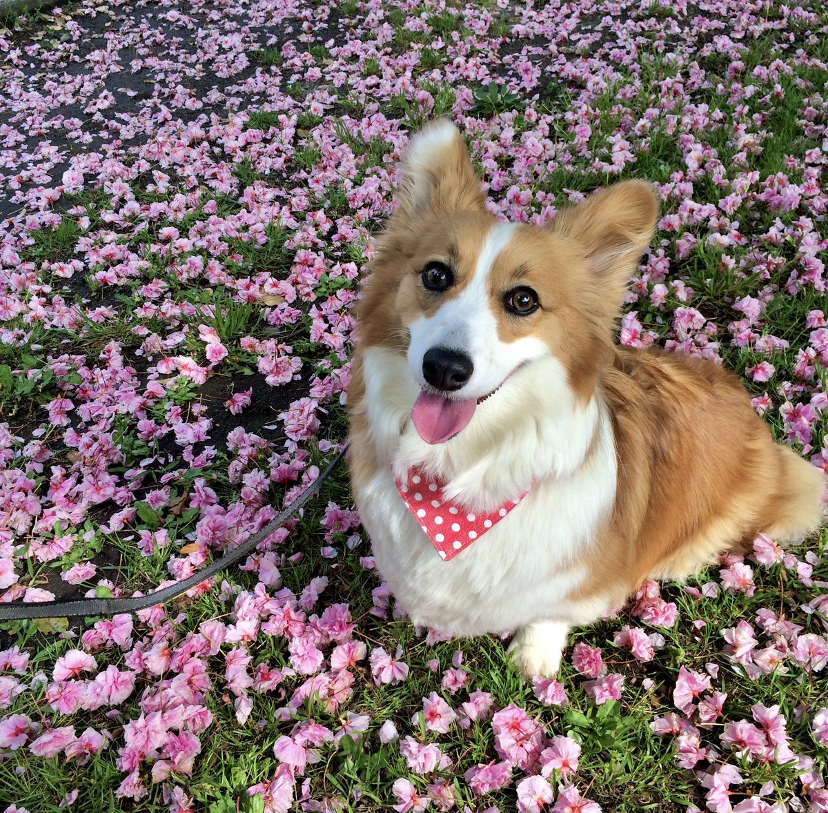 りのきや(はなうら姉妹) tweet media