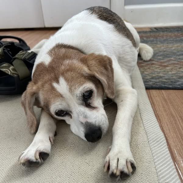 TriBeagles tweet media