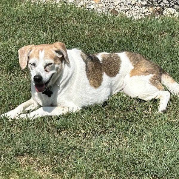 TriBeagles tweet media