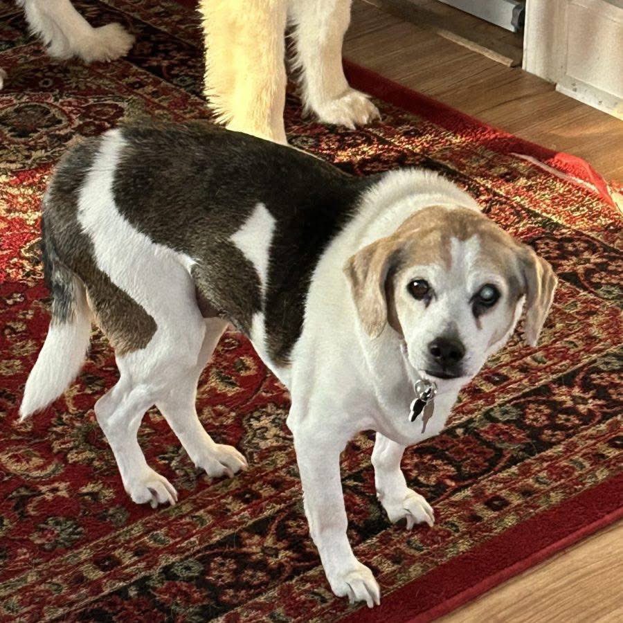 TriBeagles tweet media