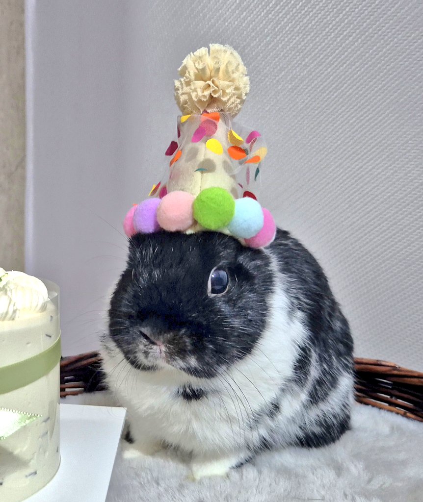 🌸Bom🐾봄이ᕱᕱ🐰🌱 tweet media