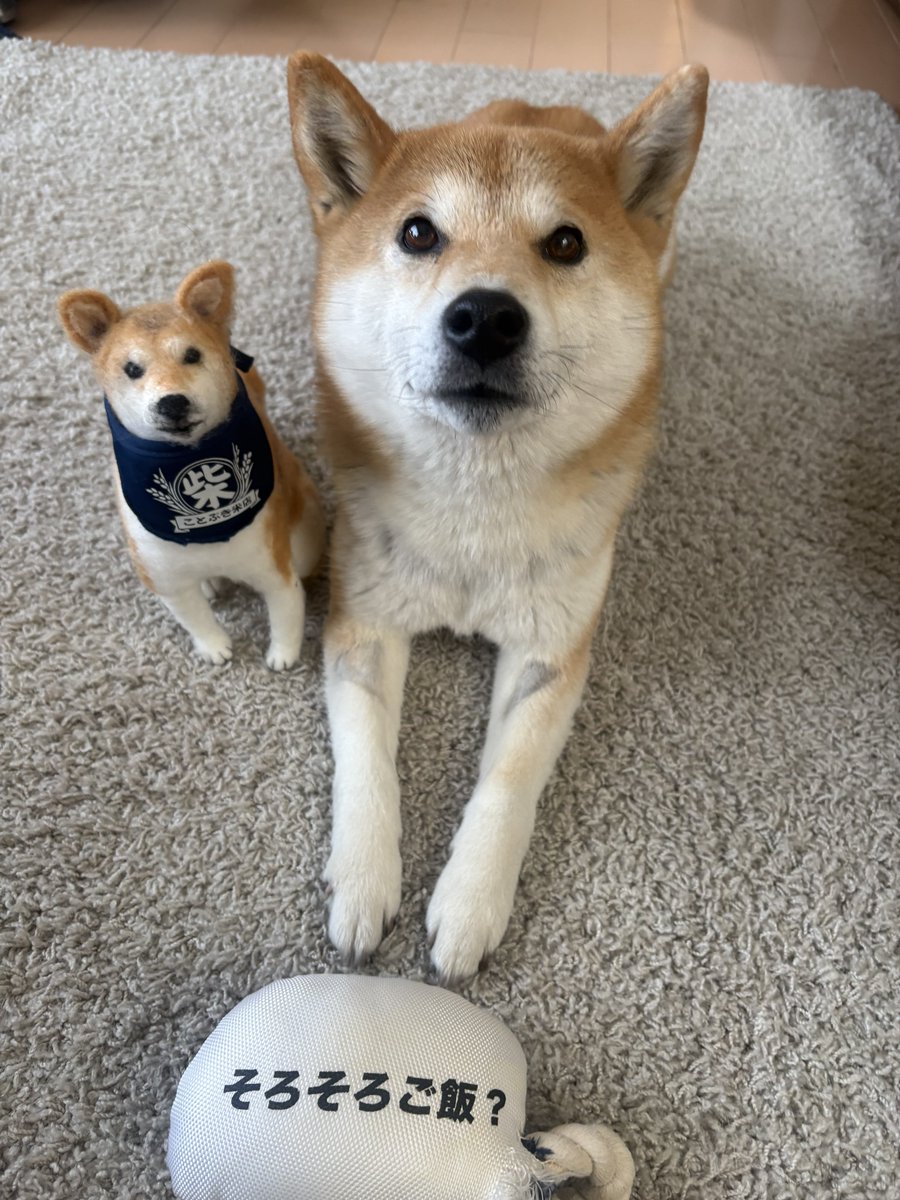 ZERBERUS tweet media