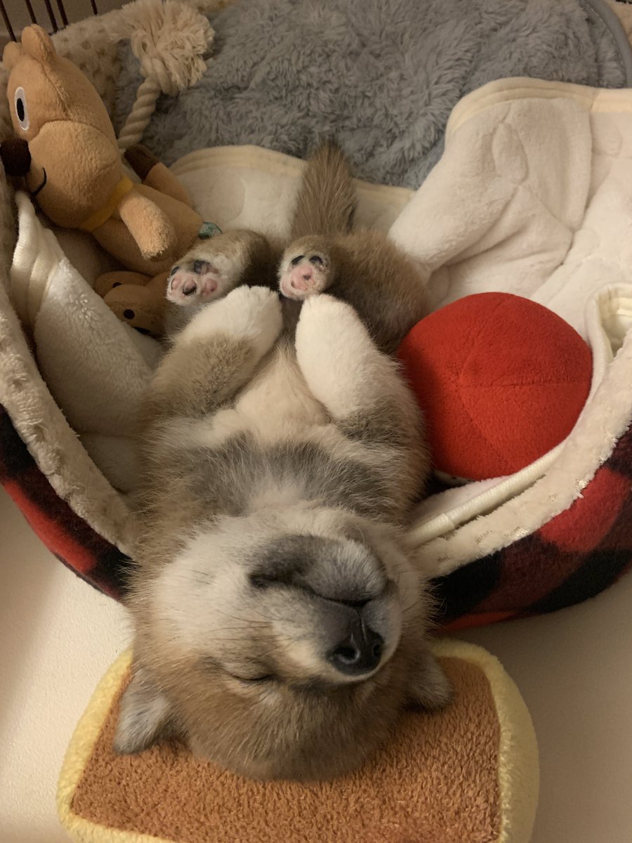 ZERBERUS tweet media