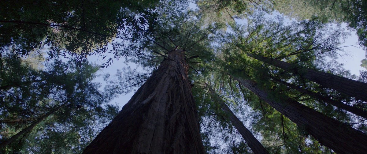 FilmFrame tweet media