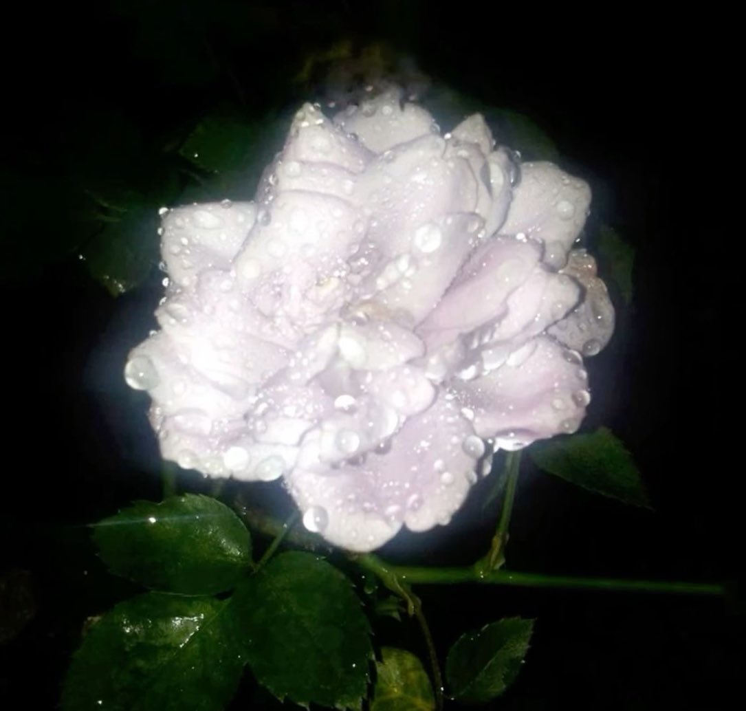 子葉.°ஐ.* tweet media