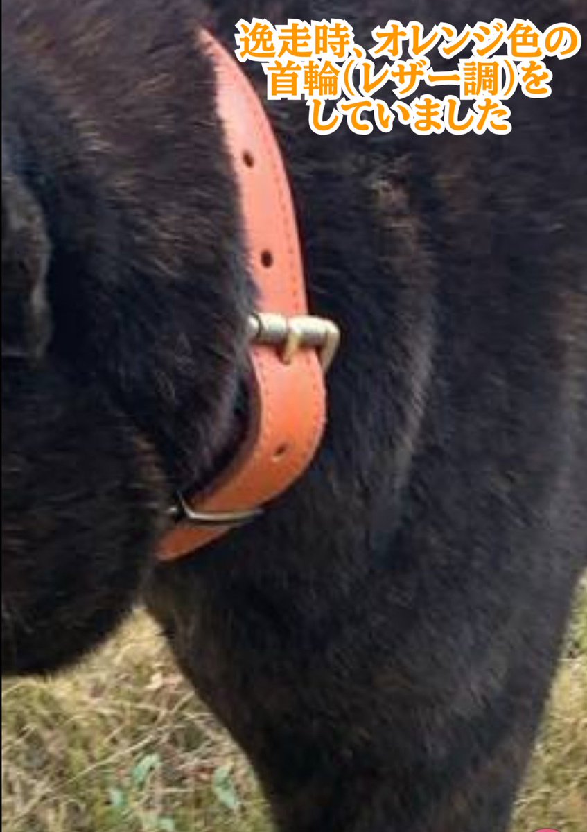 甲斐犬を探しています(代理投稿) tweet media