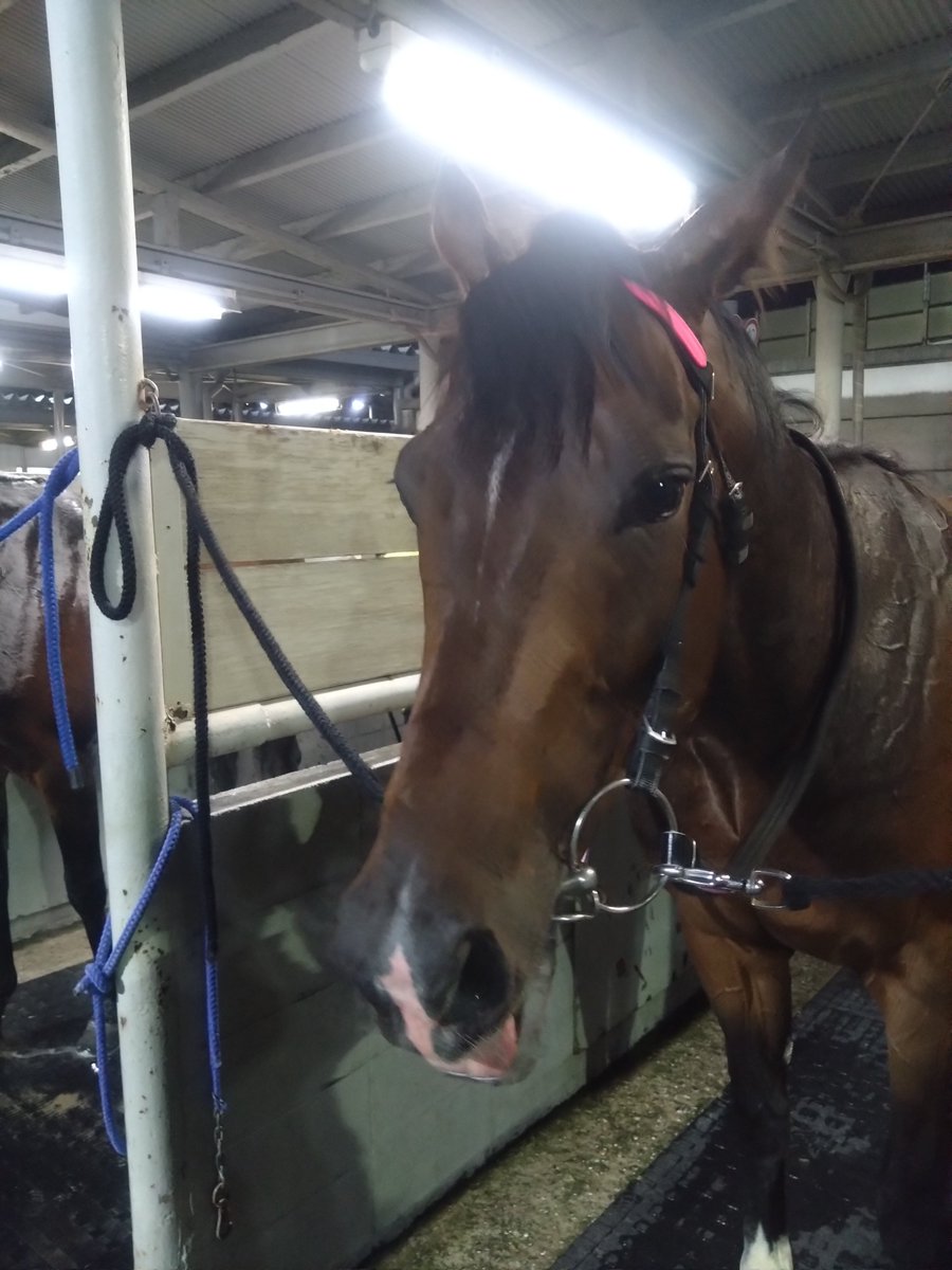 浦和競馬調教師　水上直人 tweet media