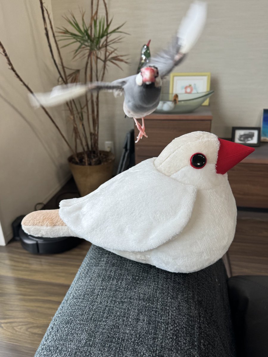 まさよ(7200BIRDIE) tweet media