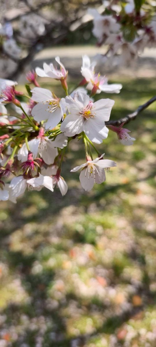 アンサンブル・コノハ【公式】 tweet media