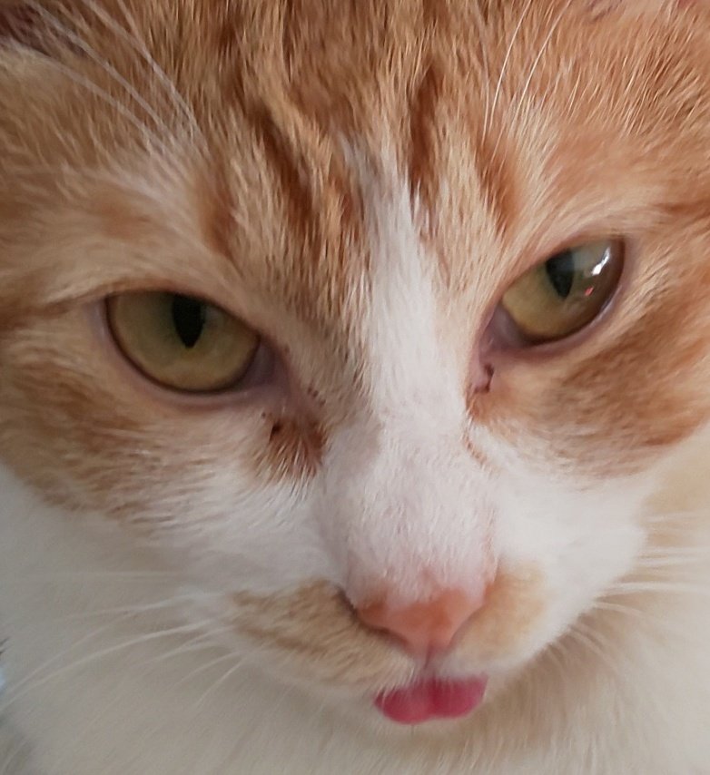 かなた tweet media