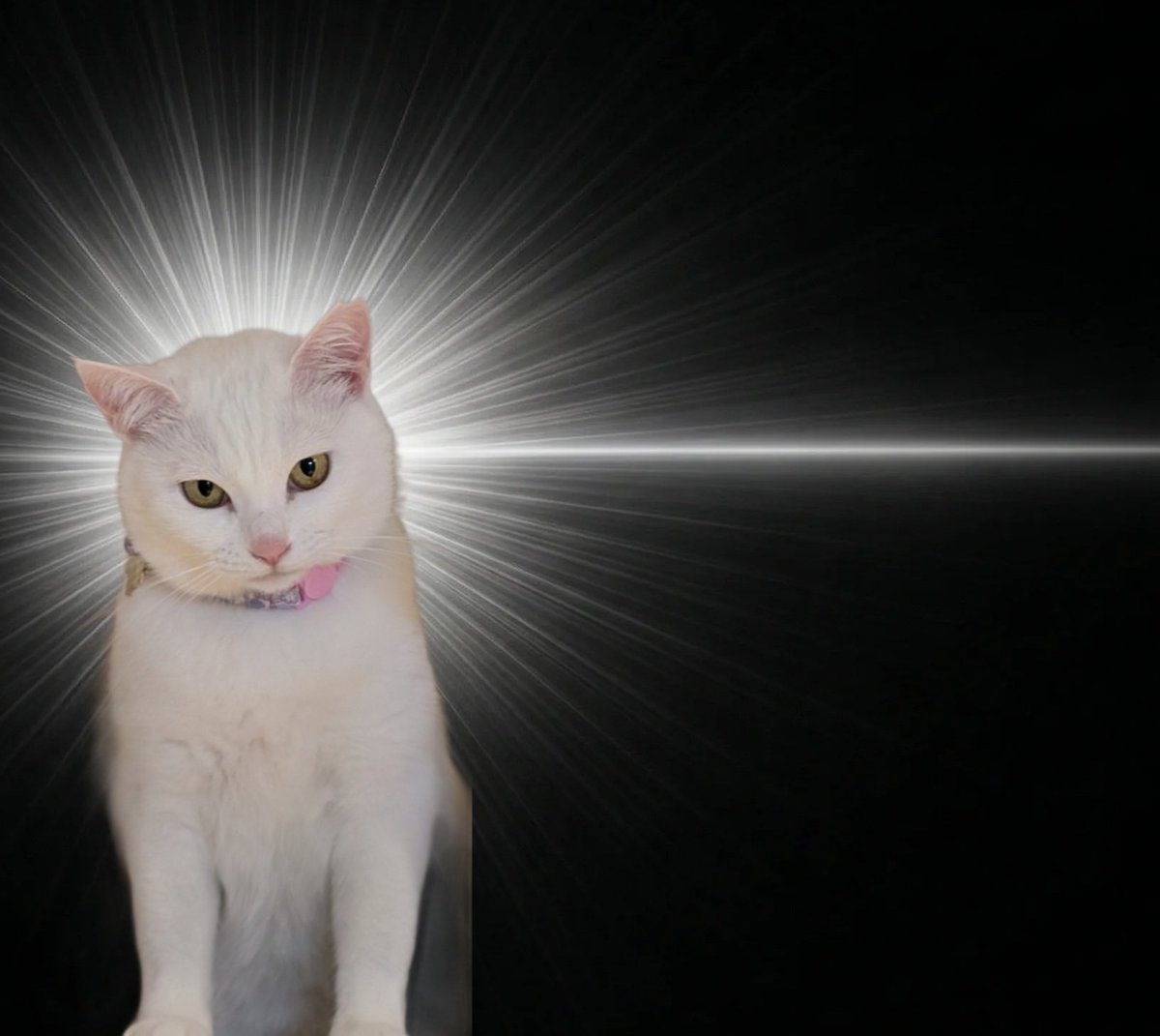 shironeko22ml's tweet photo. ﾋﾟｷｰﾝ!! （尿意）
#InspirationCat https://t.co/3R2i8Xt6Yh
