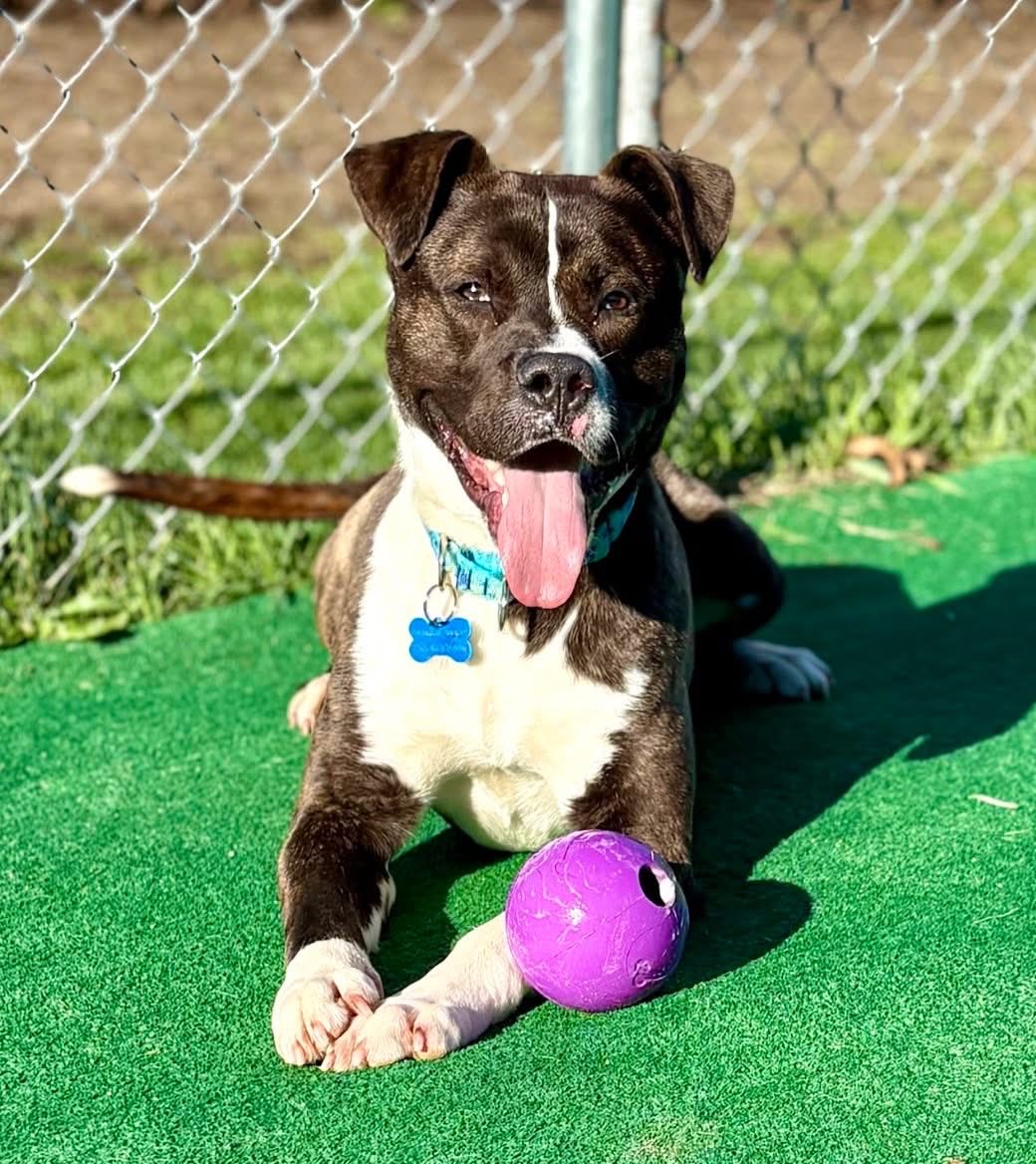 Rescue Ridge tweet media