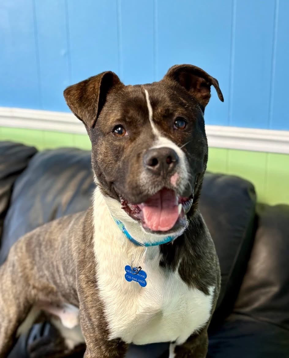 Rescue Ridge tweet media