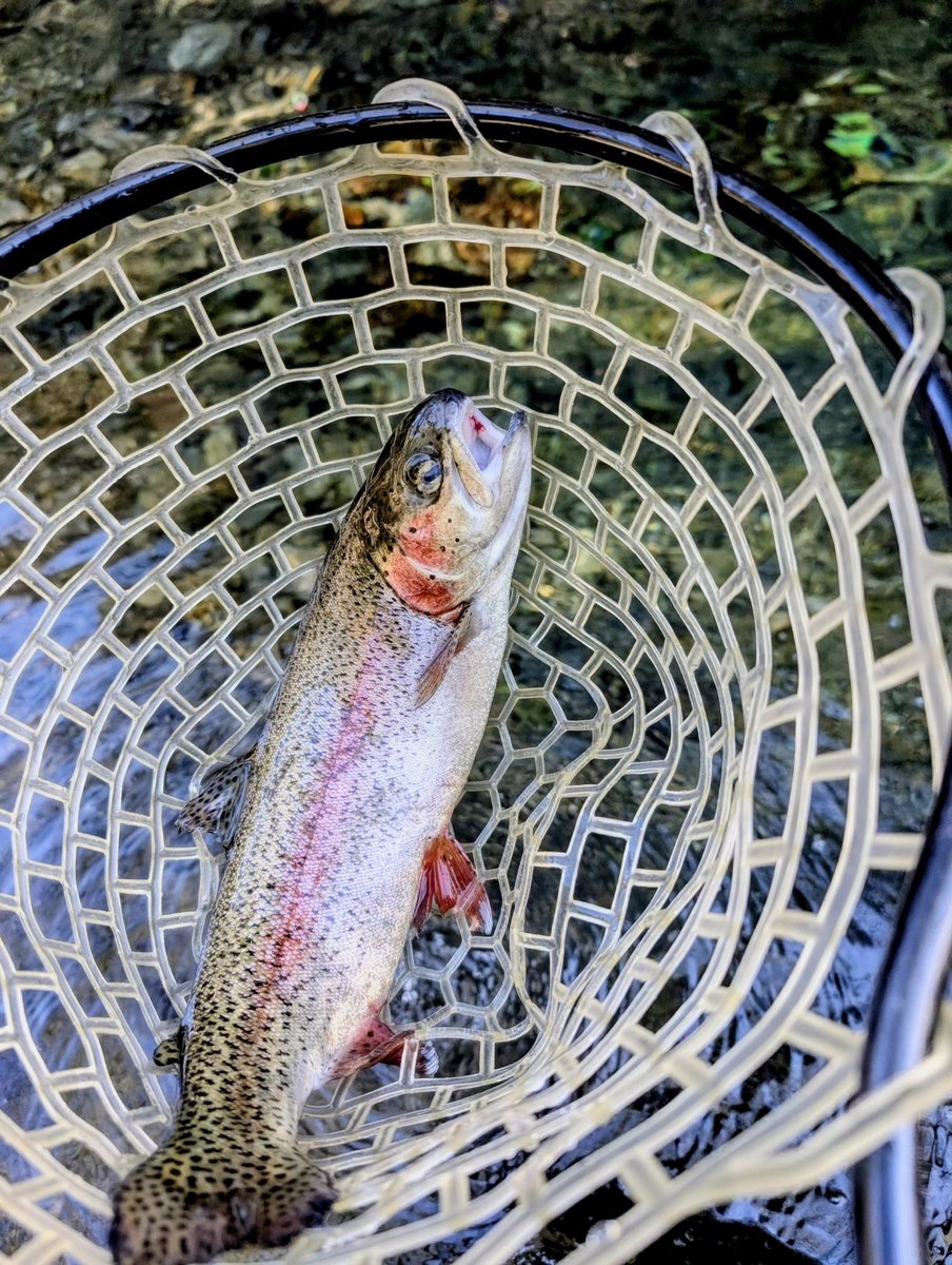 PAPA_SOROCAMP's tweet photo. 有間ダム名栗湖の有間渓谷観光釣り場に行ってきました。去年の夏以来２回目の釣行です🐟️５日に放流したらしいのですが中々の渋さでした😅上のエリアにて何とか釣る事が出来ました。 https://t.co/eIexsbNZvP