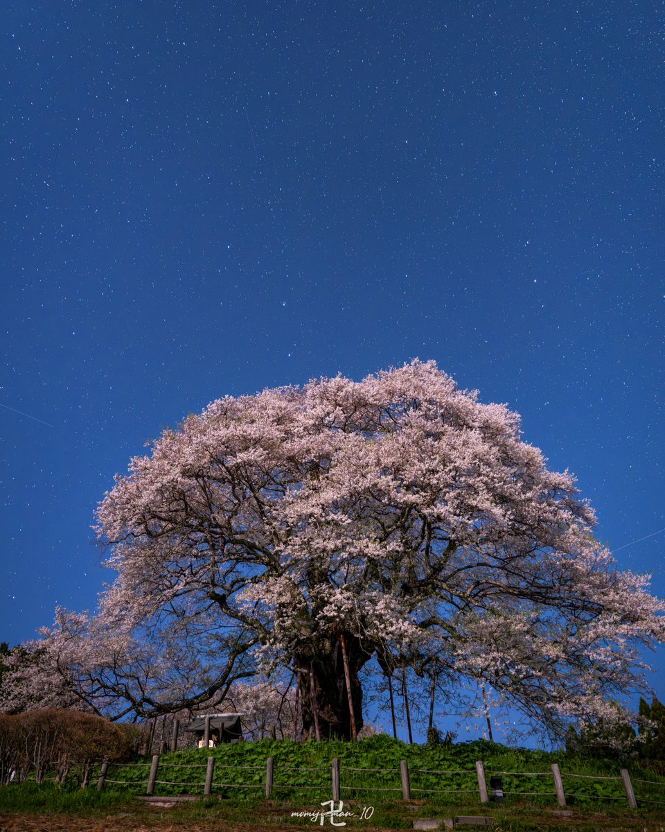 momiji_man_10's tweet image. 初めてZ8で真夜中の夜桜撮影してみましたけど、月明かりだけでもかなり解像するんですね。

しかもスターライトビュー使わなくても普通に拡大とMFでピント合わせられました。

さすがフルサイズ…

Z8 + Z24-70mm f/2.8
3:2 → 5:4に変更時のトリミングのみ
LrC現像 AIノイズ除去50
#Nikon