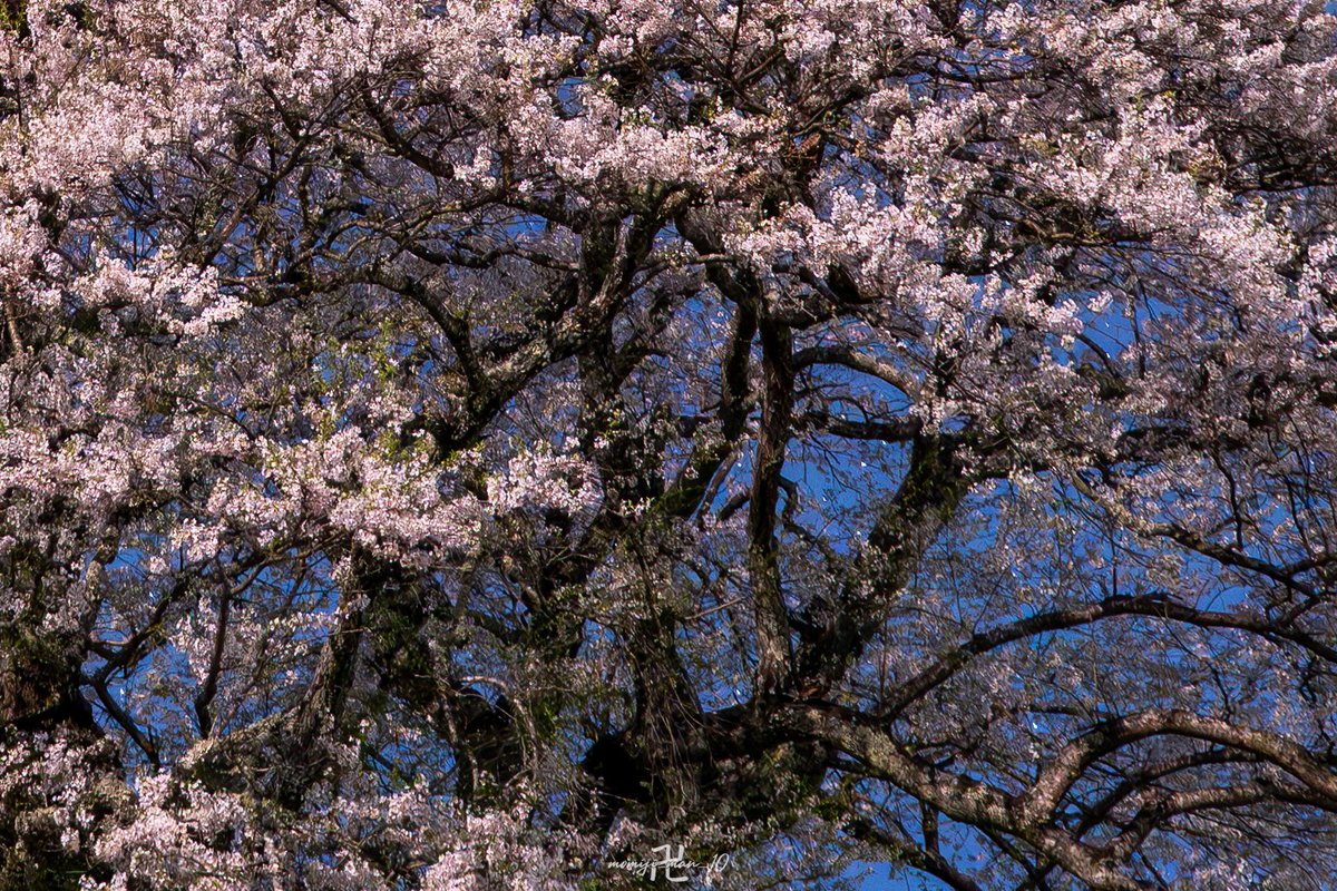 momiji_man_10's tweet image. 初めてZ8で真夜中の夜桜撮影してみましたけど、月明かりだけでもかなり解像するんですね。

しかもスターライトビュー使わなくても普通に拡大とMFでピント合わせられました。

さすがフルサイズ…

Z8 + Z24-70mm f/2.8
3:2 → 5:4に変更時のトリミングのみ
LrC現像 AIノイズ除去50
#Nikon