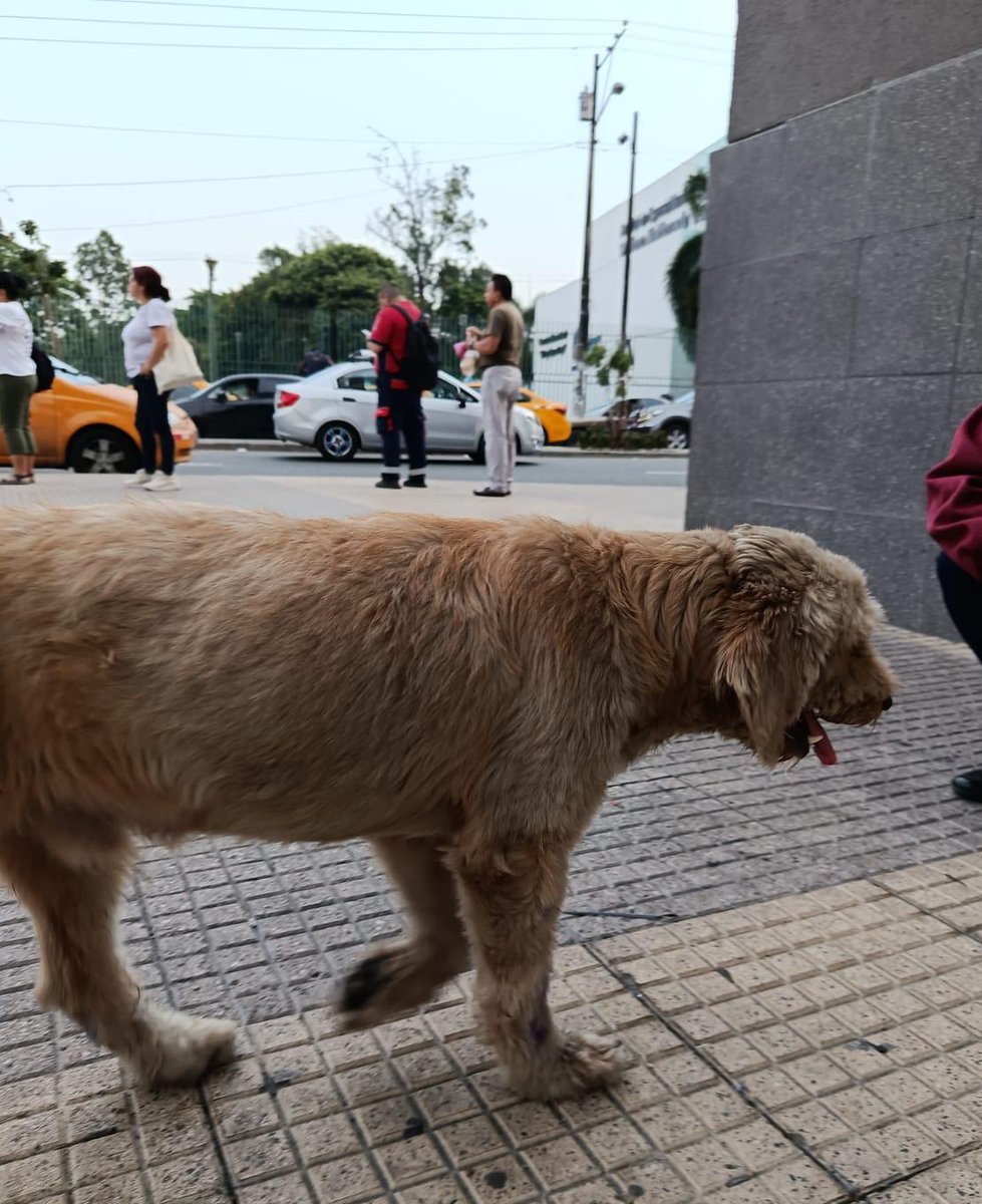 ANDREALAGE1's tweet photo. Martes 07 de abril.2026, perrito perdido,peludo color crema, alto, delgado,su patita derecha trasera (tiene manchada con violeta de  genciana)se encuentra por el mall del Sur,(se le dió de comer y una sra.le dió agua)por favor RT @AlertaMePerdi
@alcaldiagye @RescateAnimalEC https://t.co/BcWQezXise
