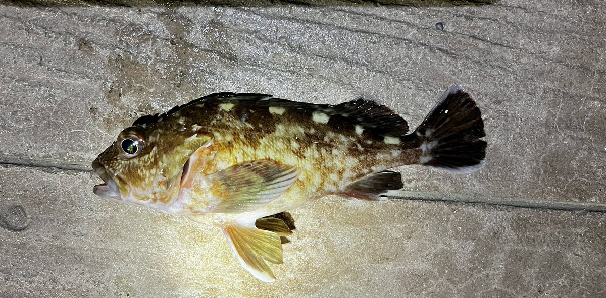 ＭＥＮ店長🏕🎣 tweet media