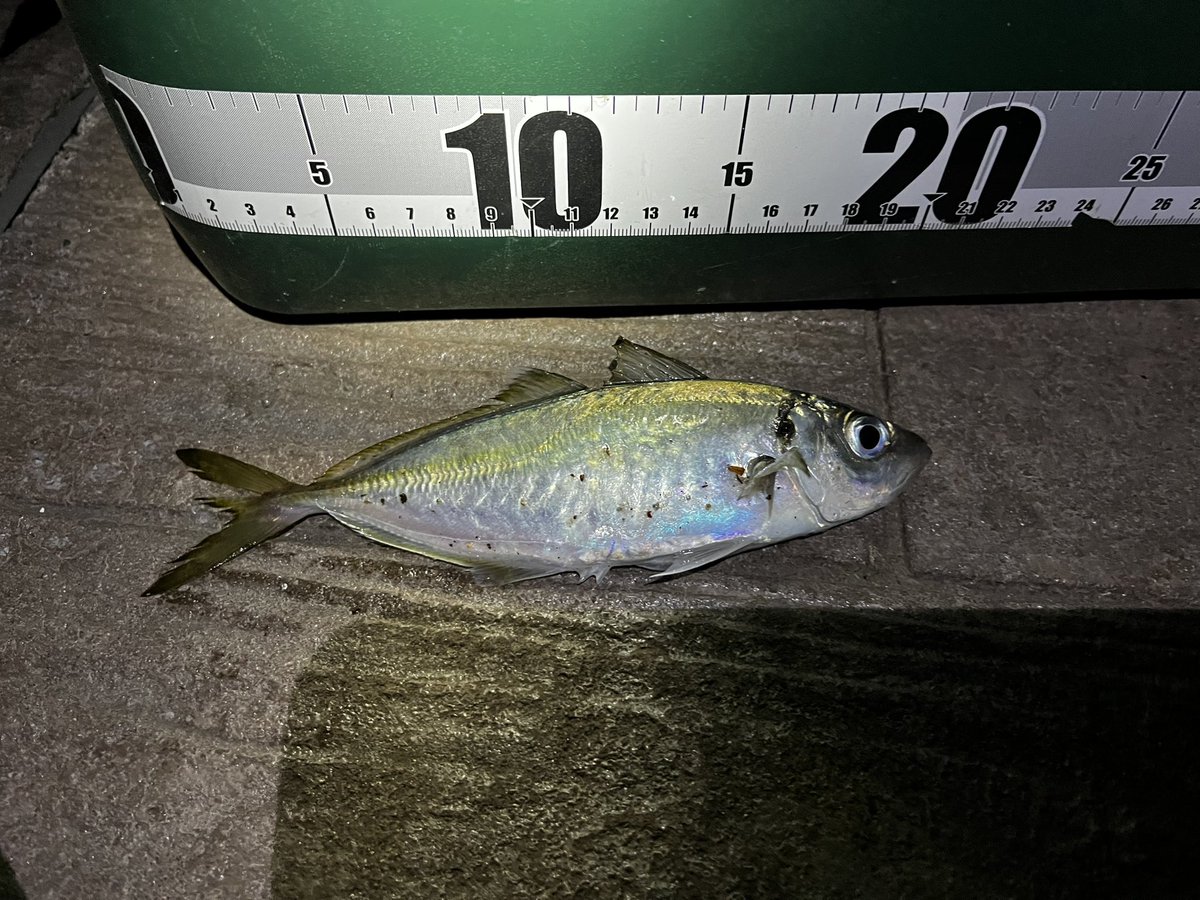 ＭＥＮ店長🏕🎣 tweet media