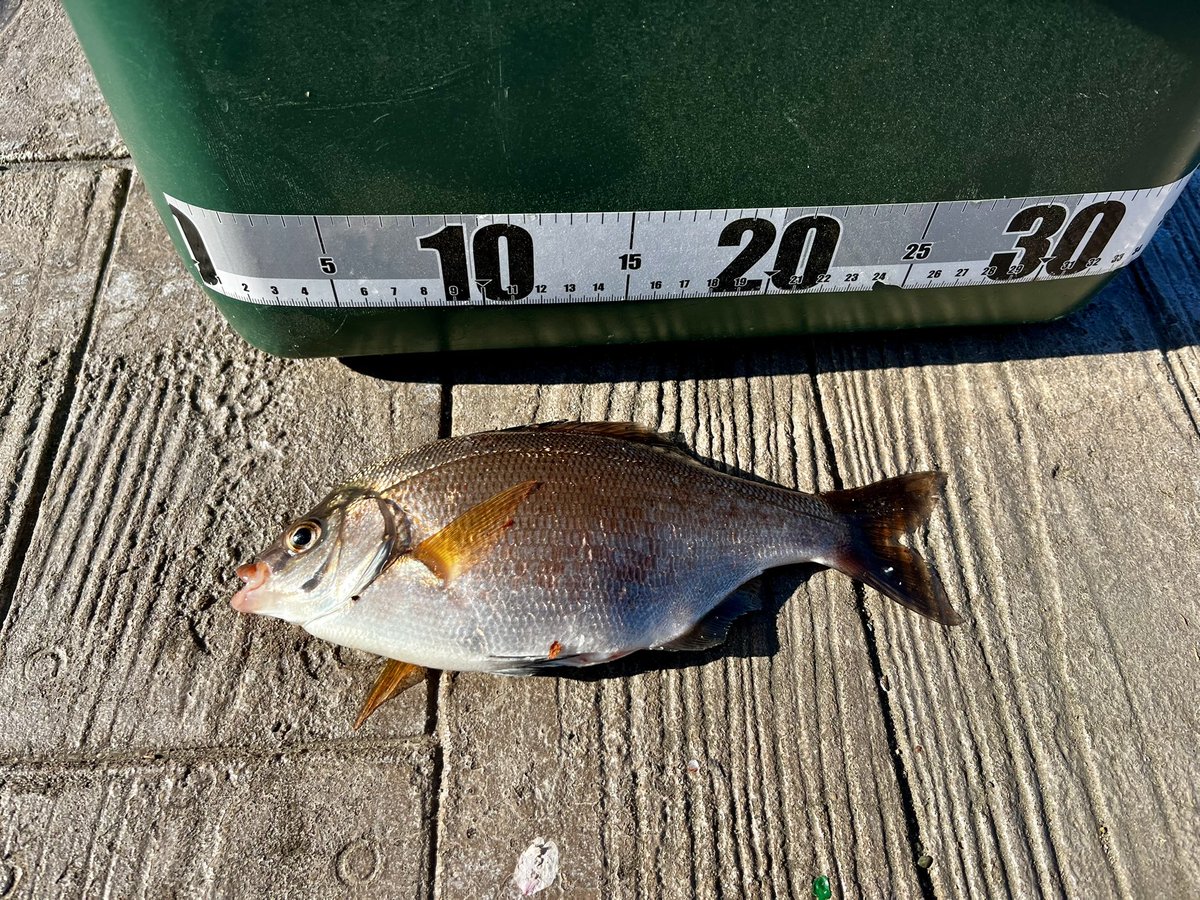 ＭＥＮ店長🏕🎣 tweet media