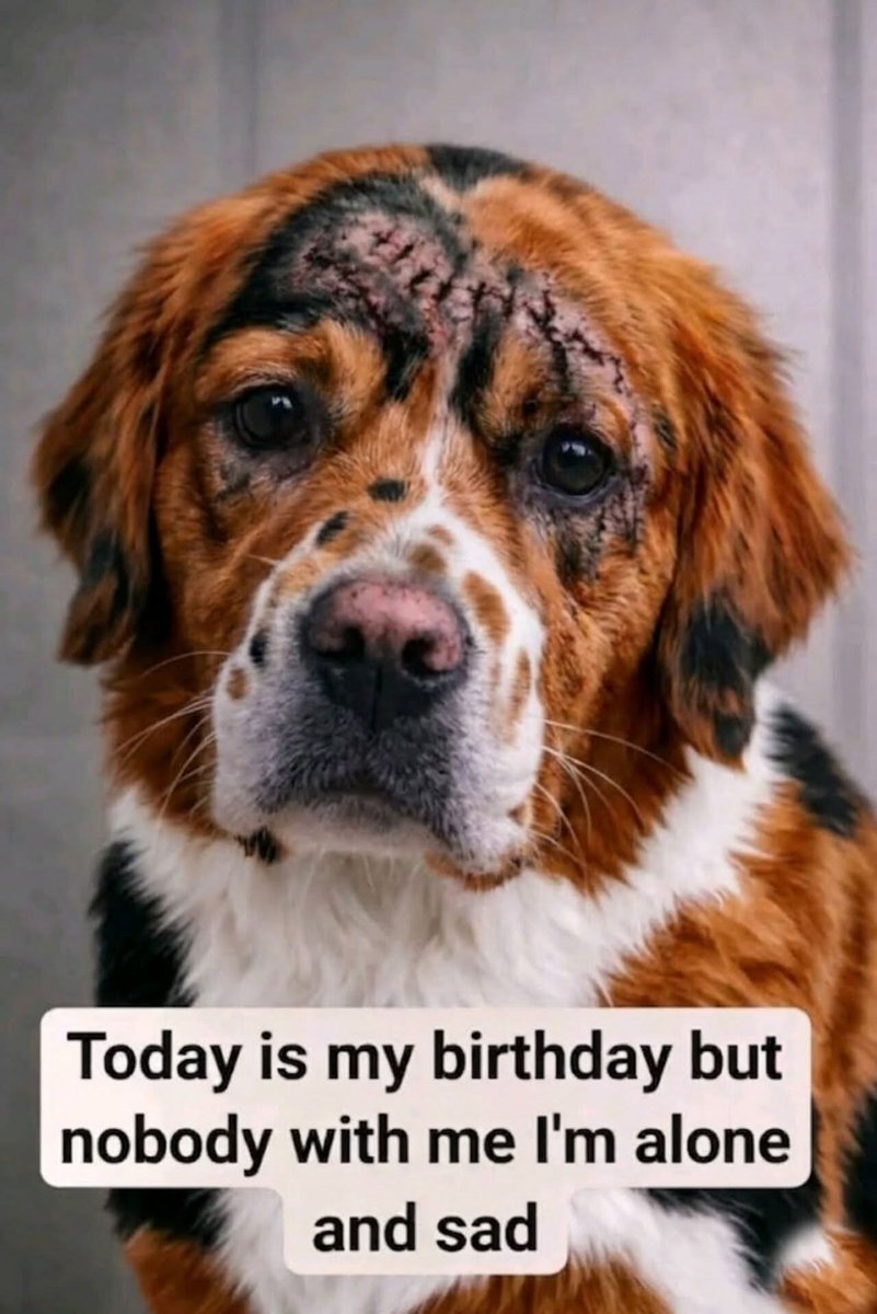 Sabiha1278's tweet image. Today is my birthday but no one wished me 😭🎂🙏 #dog #dogbirthday