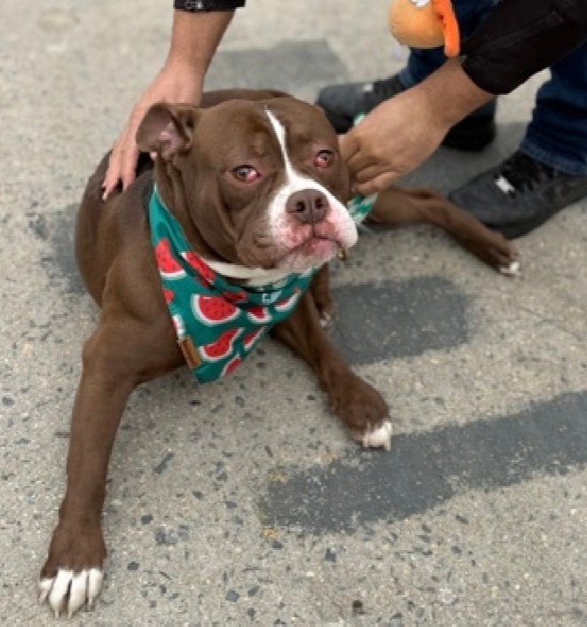 MorgFairsdogs's tweet image. Ace 247493
Relisted TBK 4/9
#NYCACC #RescueOnly 
He is a cute 2 yr old
Lived with teens in prev home
Has cherry eye, needs surgery 🚑
Social with staff outside of shelter 
Needs exp home as solo pet 
Help save Ace!
nycacc.app/browse/247493
#Pledge4Rescue #foster #adopt