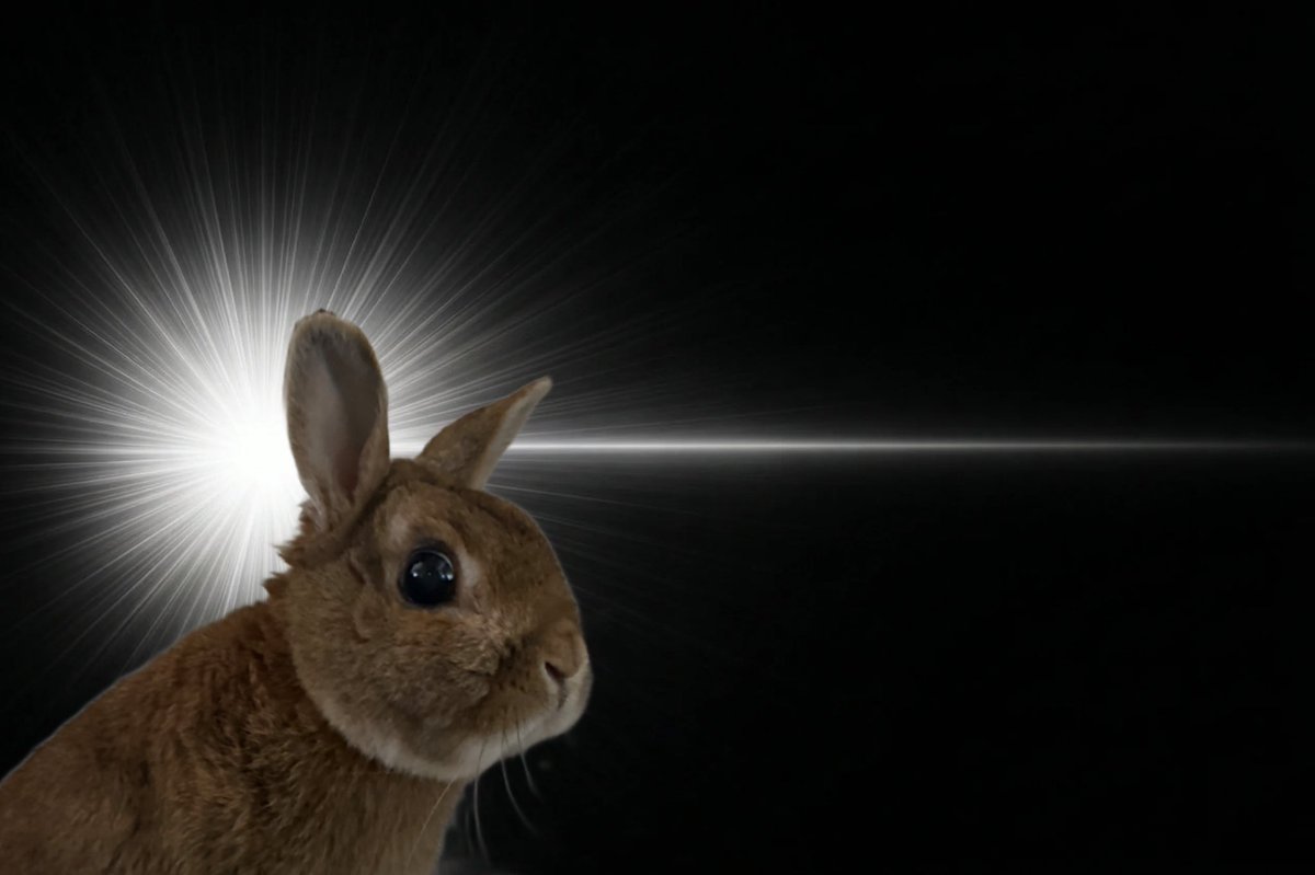 くろいうさぎたち🐰 tweet media