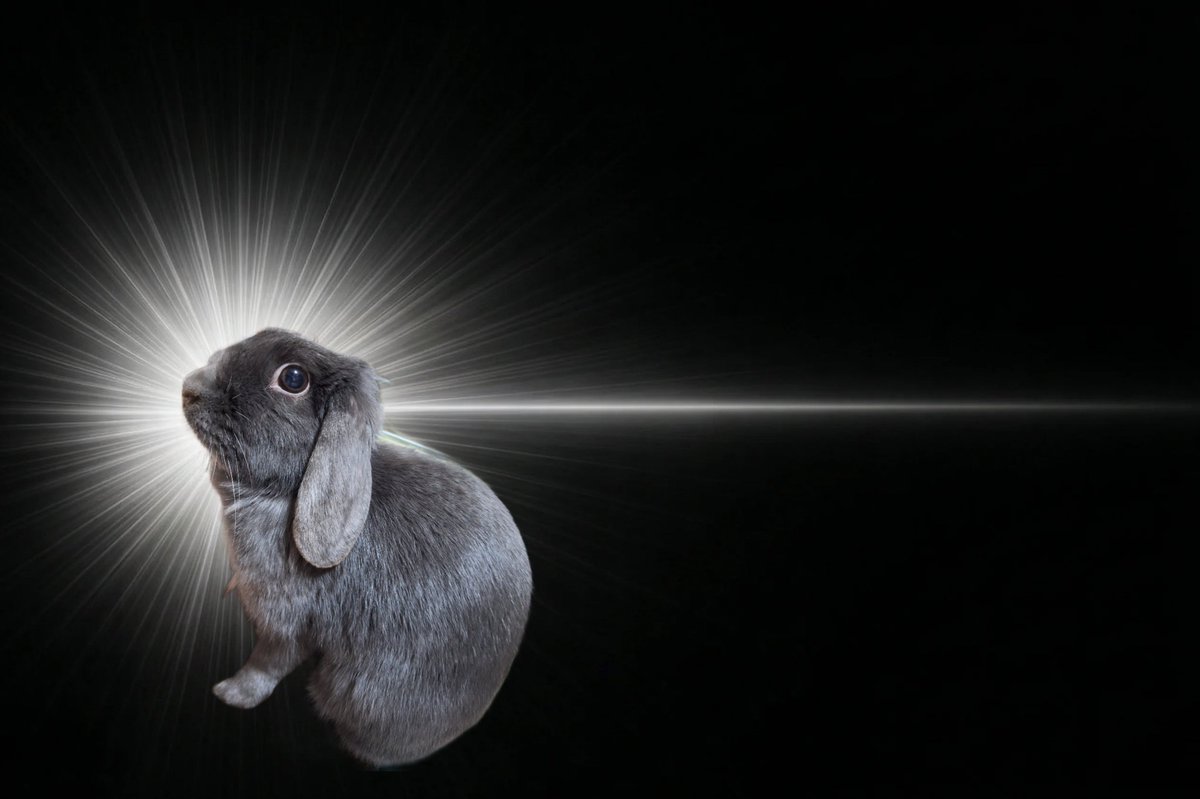 雪華🐰りん🐰 tweet media