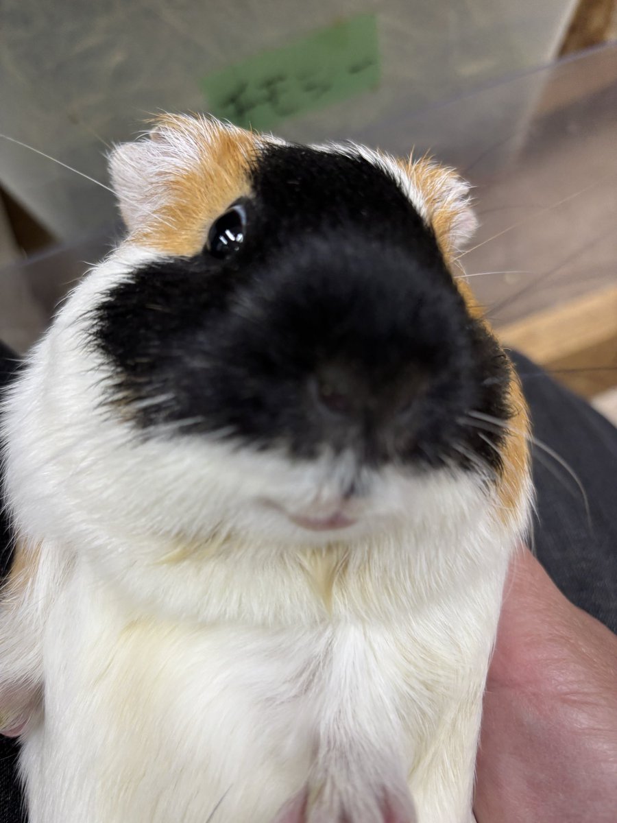 新生活でお疲れの皆さん、本校の隠れアイドルモルモットのあられをご覧ください。
他の子に比べて、わがままボディでマイペース、みんなの人気者。
また明日も頑張りましょう。
#モルモット　#テンジクネズミ　#埼玉動物海洋専門学校