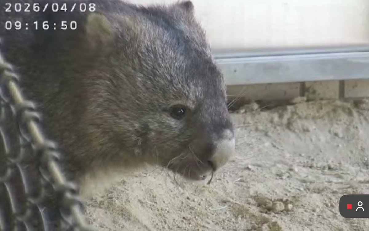 ょ🦛ょ🐑ょ tweet media