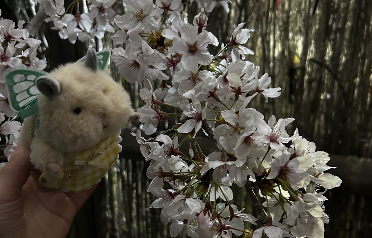 ﾐﾁｶ tweet media