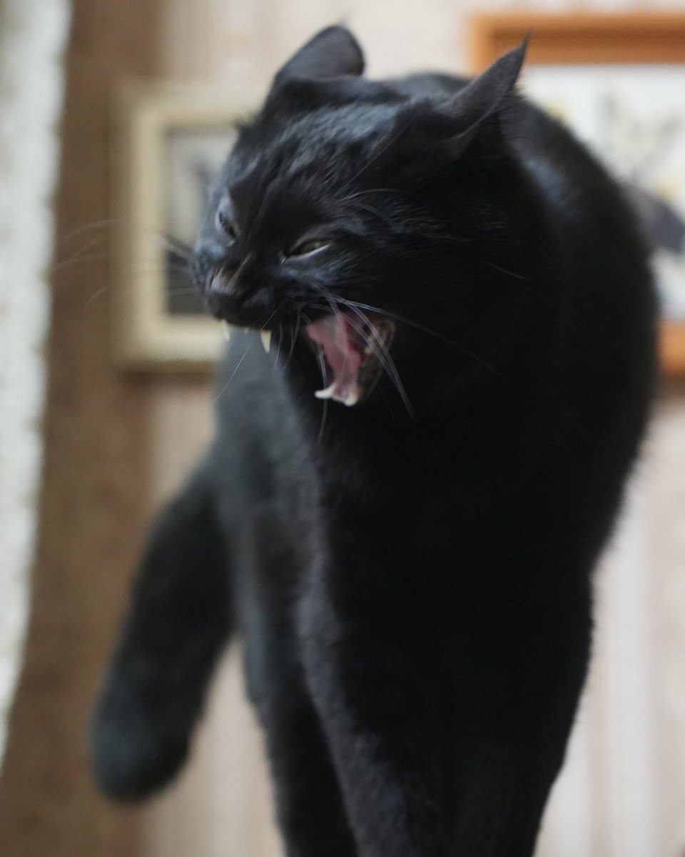 oreo_blackcat's tweet image. ぎゃおー！
#猫 #黒猫 #blackcat