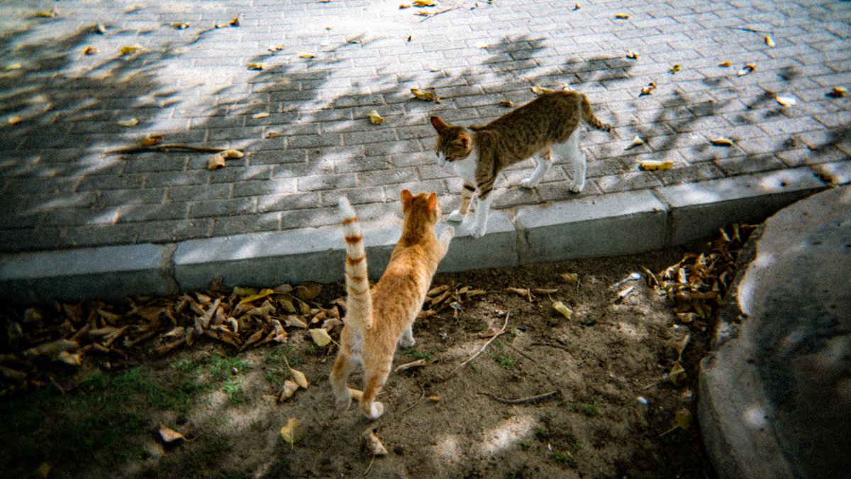 مُجاهد tweet media