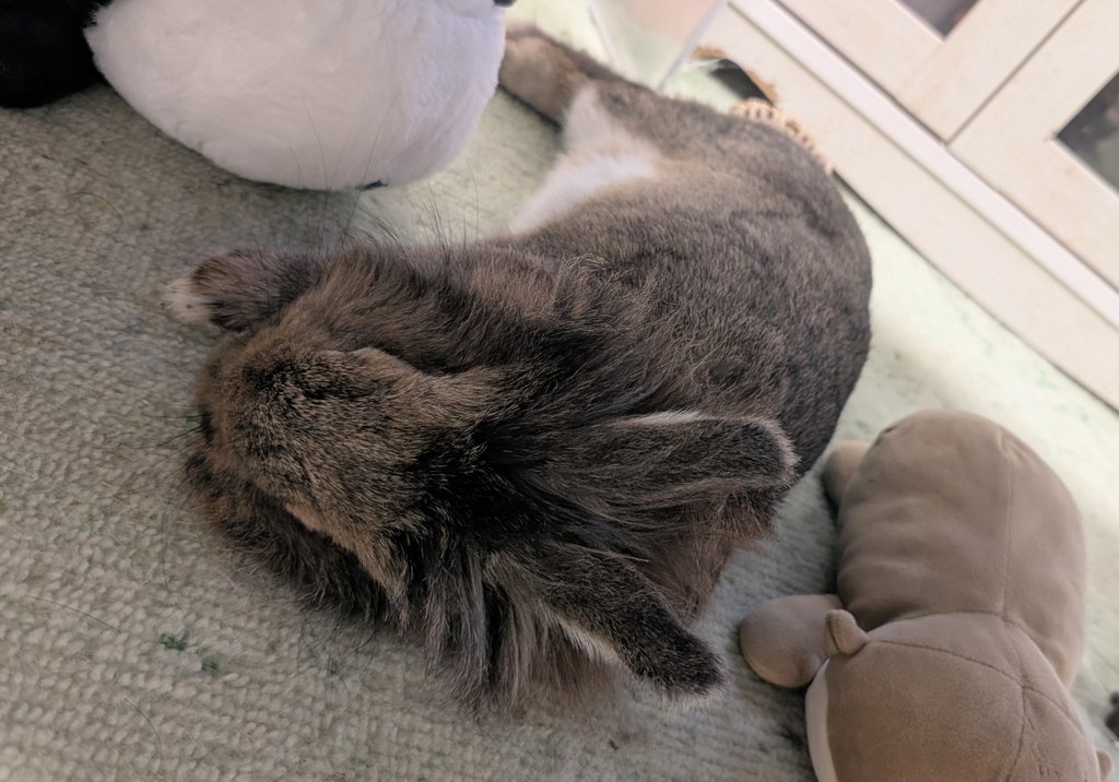 mlkchcusa's tweet photo. 春だから眠いよねえ💤💤

#うさぎ #うさぎのいる暮らし https://t.co/Sp6AypotYM
