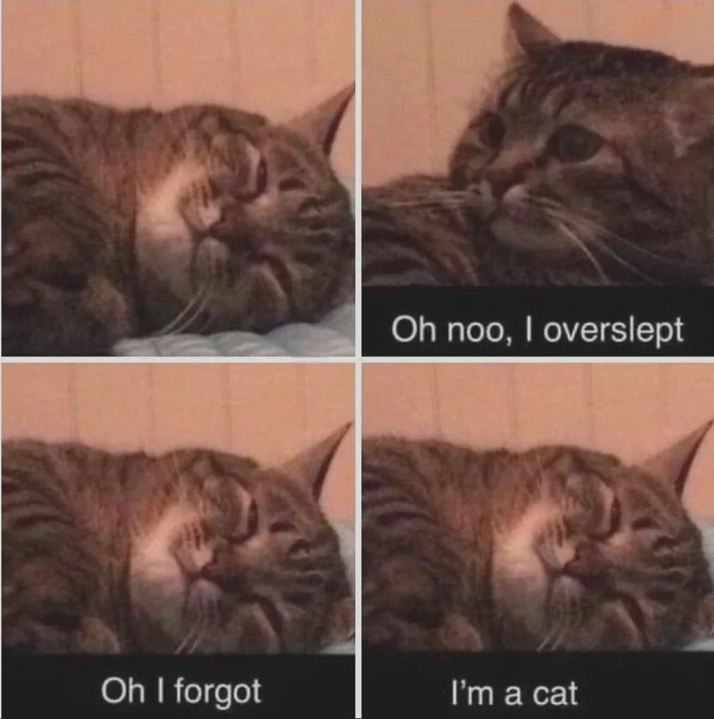 Cat TikToks tweet media