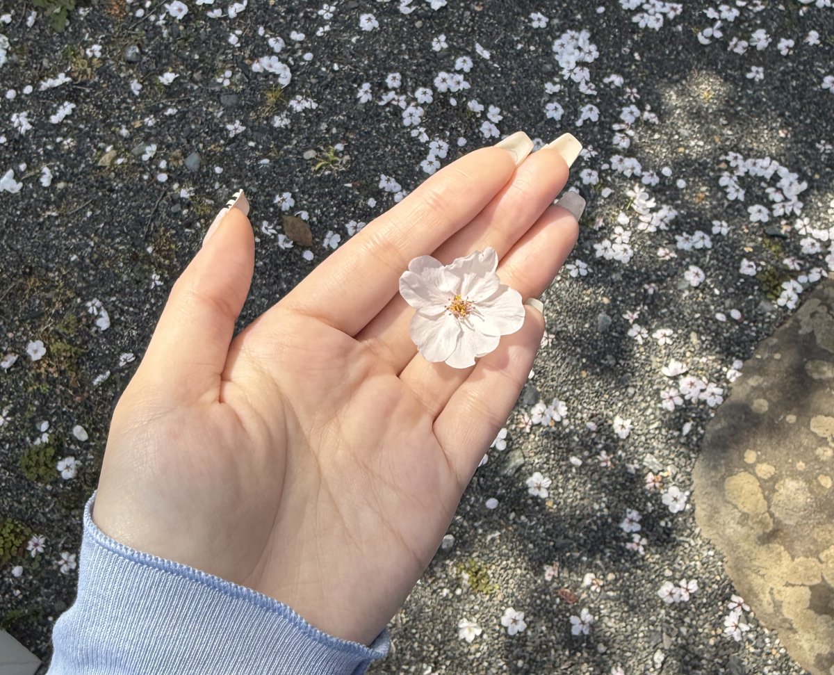 ⋆˚࿔ tweet media